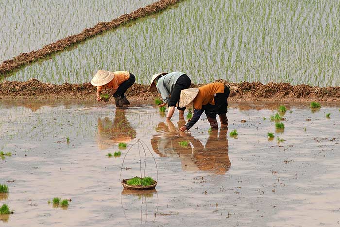 partir au vietnam en mars et avril repiquage riz